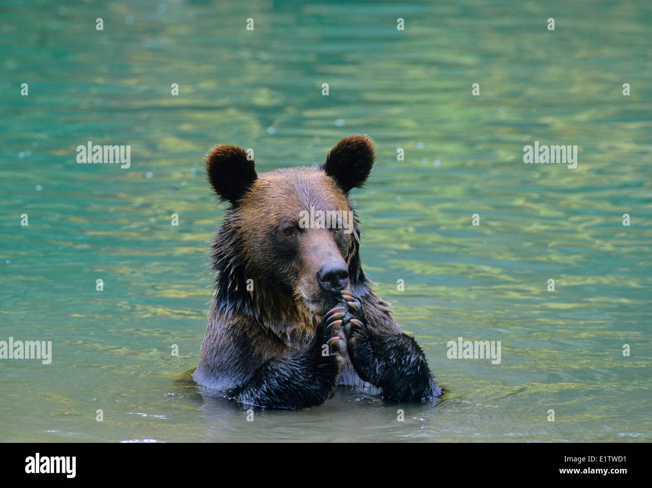 Grizzly Bear (Ursus arctos horribilis) Adult eating mineral-laden mud the bottom pond. Summer Alaska United States America. Stock Photo