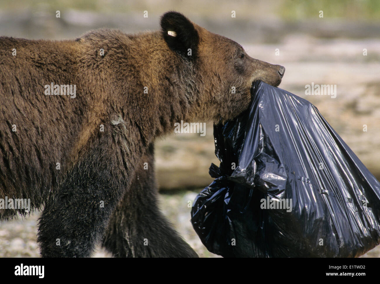 Grizzly Bear (Ursus arctos horribilis) Adult scavenging from a dump, Summer, Alaska, United States of America. Stock Photo
