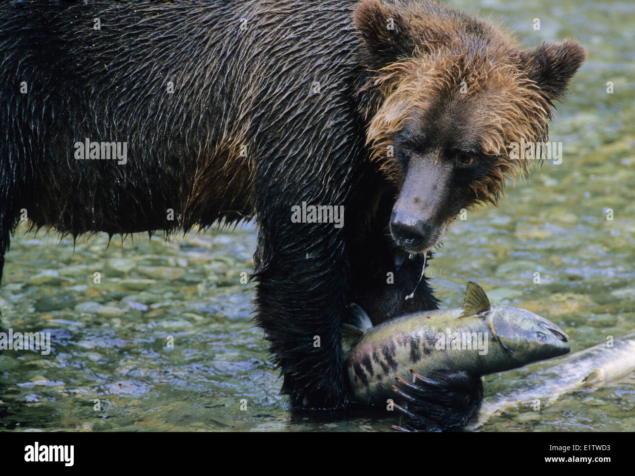 Grizzly Bear (Ursus arctos horribilis) Adult catching Chum Salmon (Oncorhynchus keta). Due to protein-enriched diet salmon Stock Photo