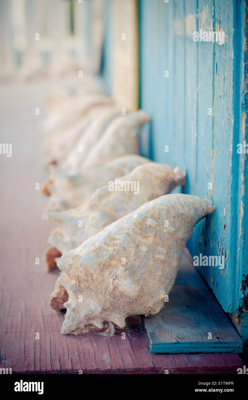 Empty queen conch (Lobatus gigas) shells lined up outside a blue cabin on Caye Caulker, Belize Stock Photo
