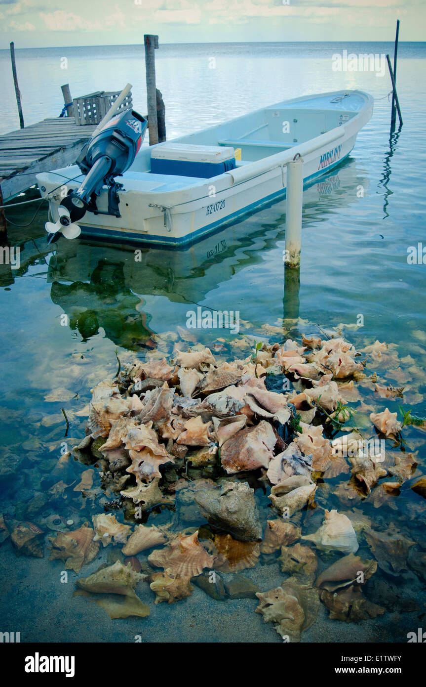 A pile of empty conch shells (Lobatus gigas) near the shore with a motor boat in the background on Caye Caulker, Belize. Stock Photo