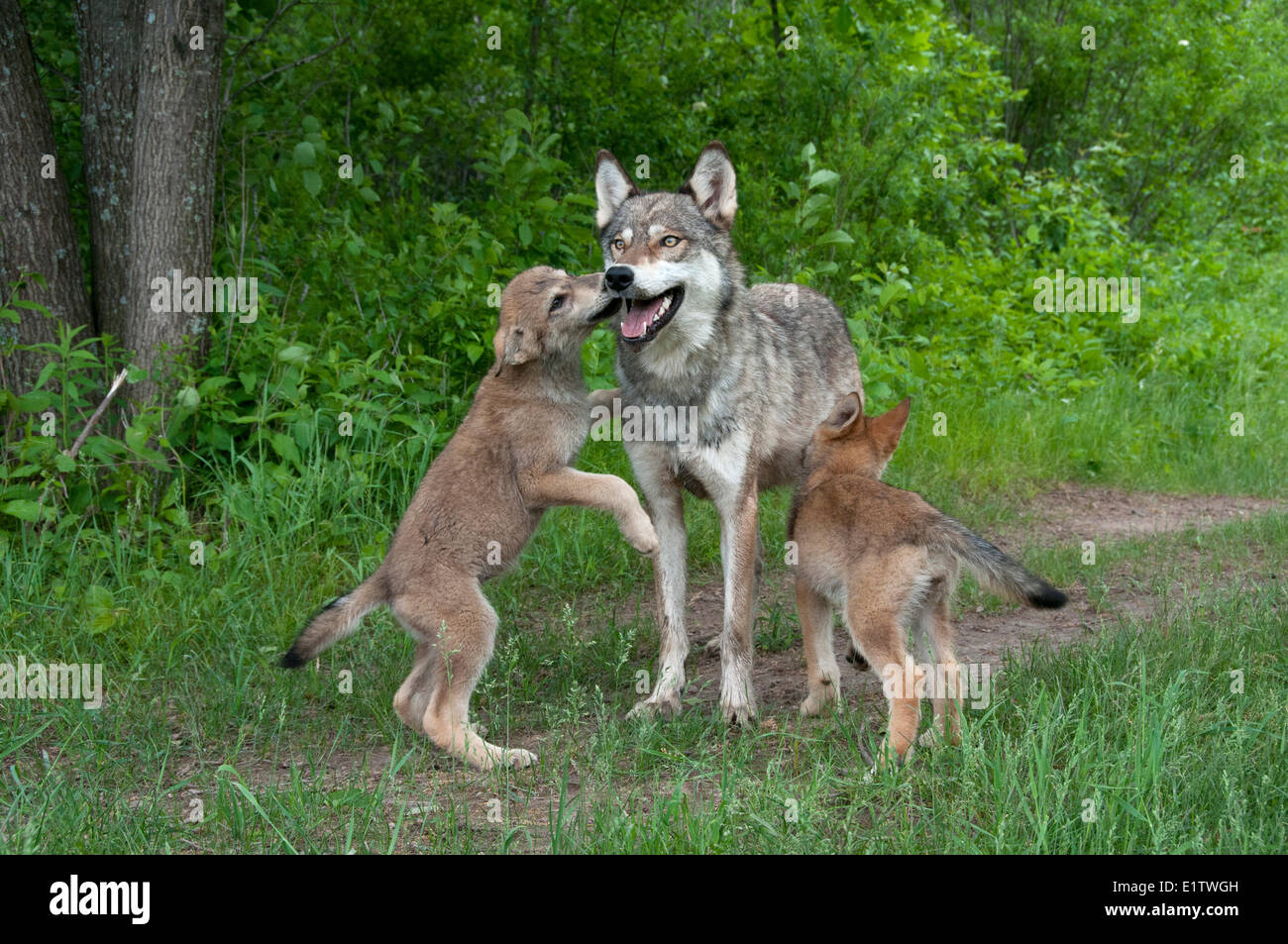 Gray Wolf adult and Pups licking to get food from adult; Minnesota; (Canis lupus) Stock Photo