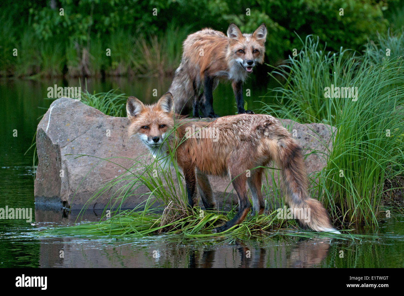 Red foxes standing at edge of summer pond in summer pelage; (Vulpes vulpes); Minnesota Stock Photo