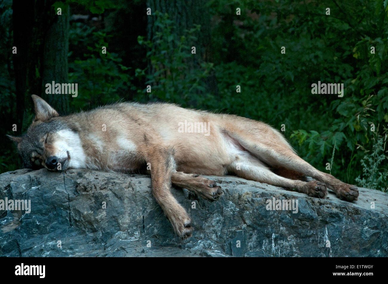 Gray Wolf Sleeping (Canis lupus); International Wolf Center; Ely