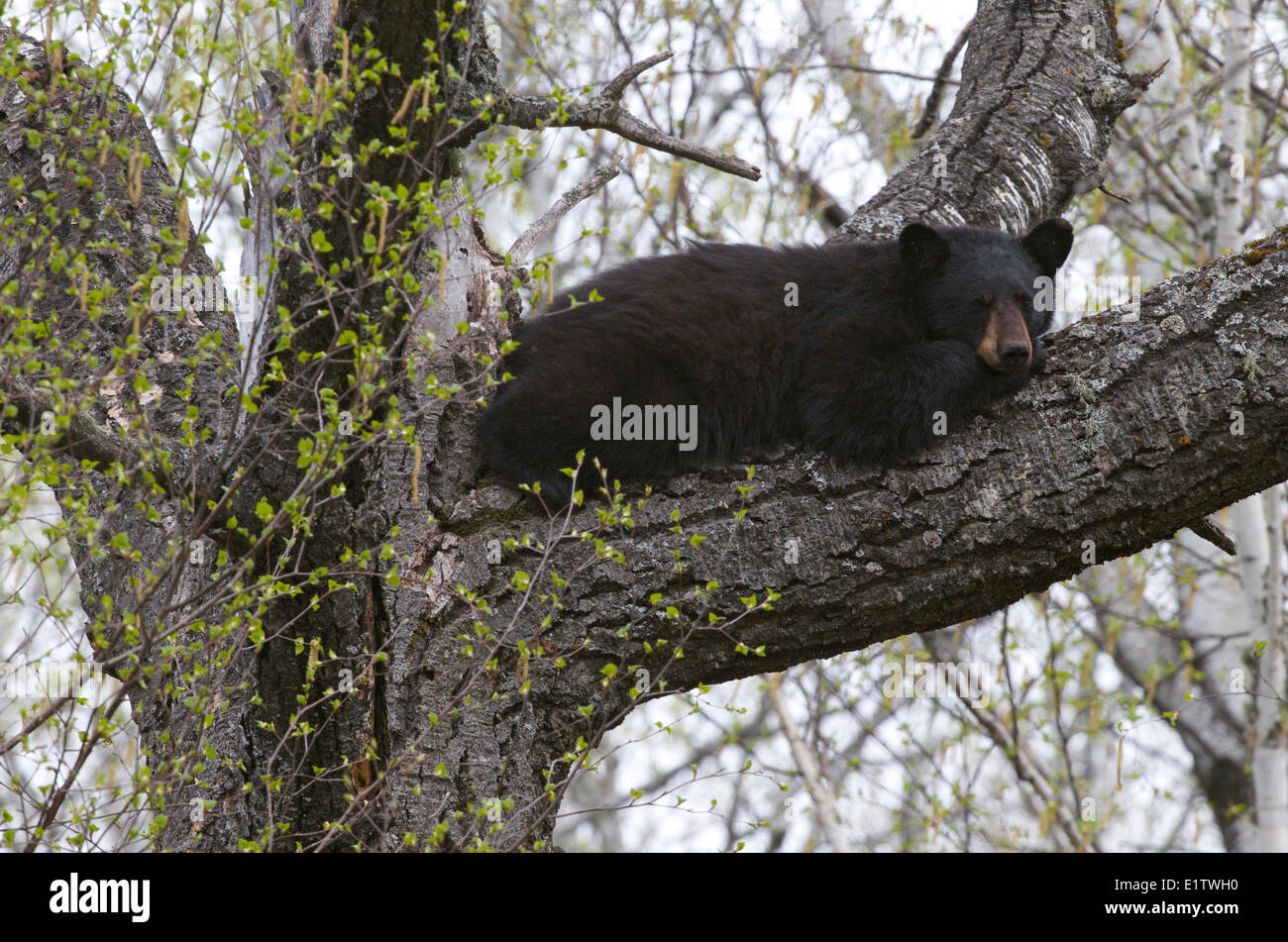 American Black bear resting escaping bugs lying on large tree branch Ursus americanus Sleeping Giant Provincial Park; Ontario; Stock Photo