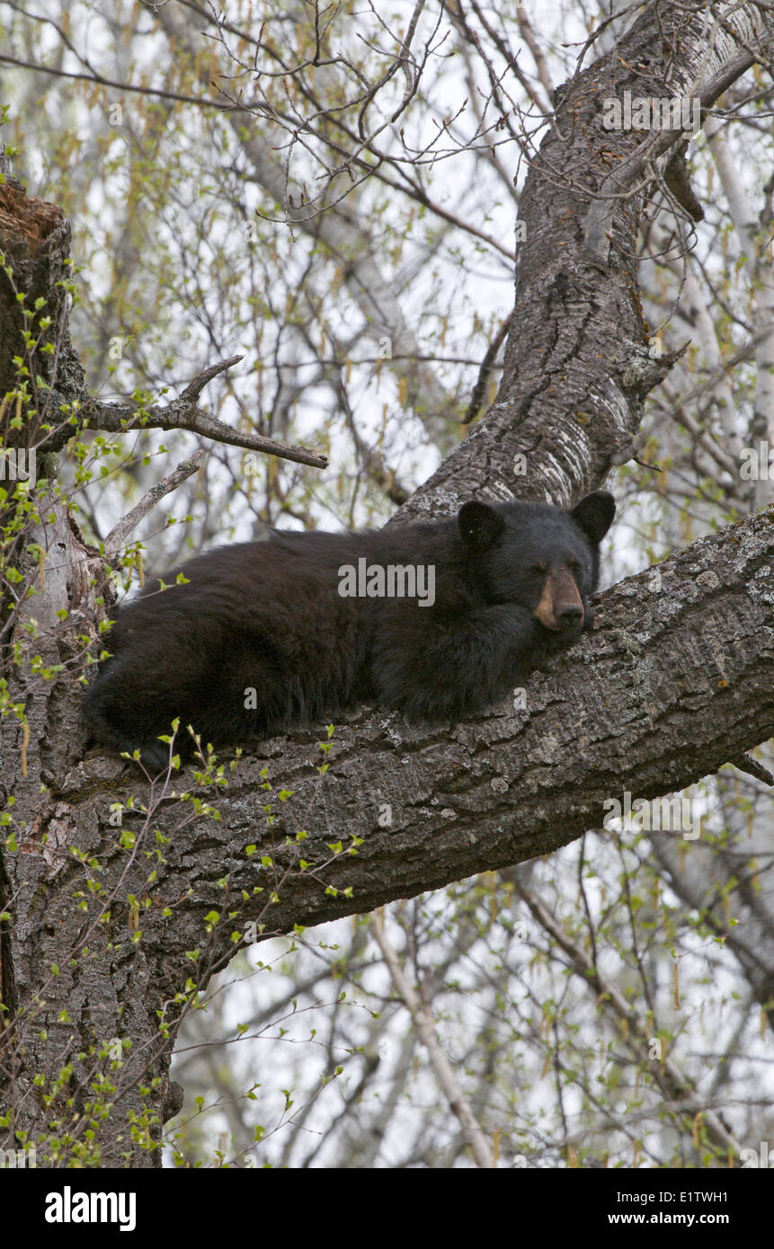 Wild American Black bear resting escaping bugs; lying on large tree branch Ursus americanus  Sleeping Giant Provincial Park; Stock Photo