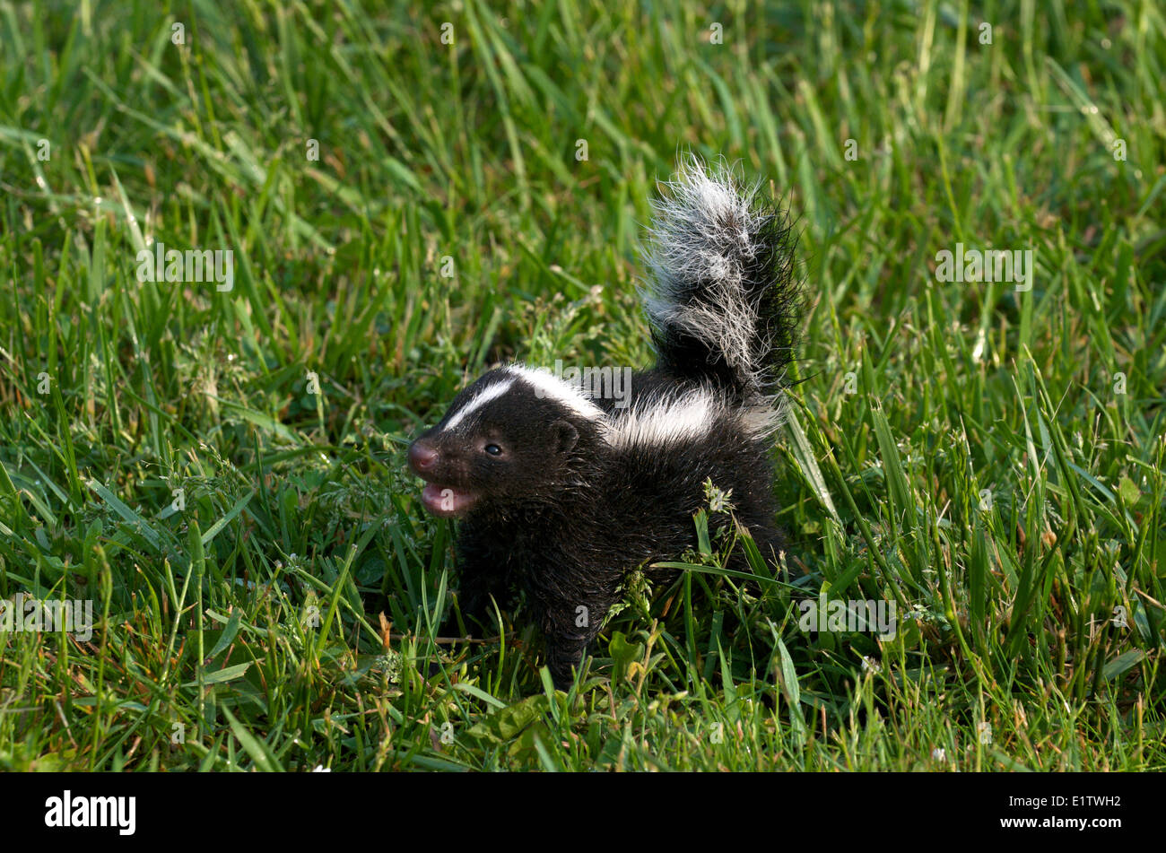 Wild Striped Skunk (Mephitis mephitis) baby a few weeks old, Quetico Provincial Park, Ontario, Canada, tail lifted in defense Stock Photo