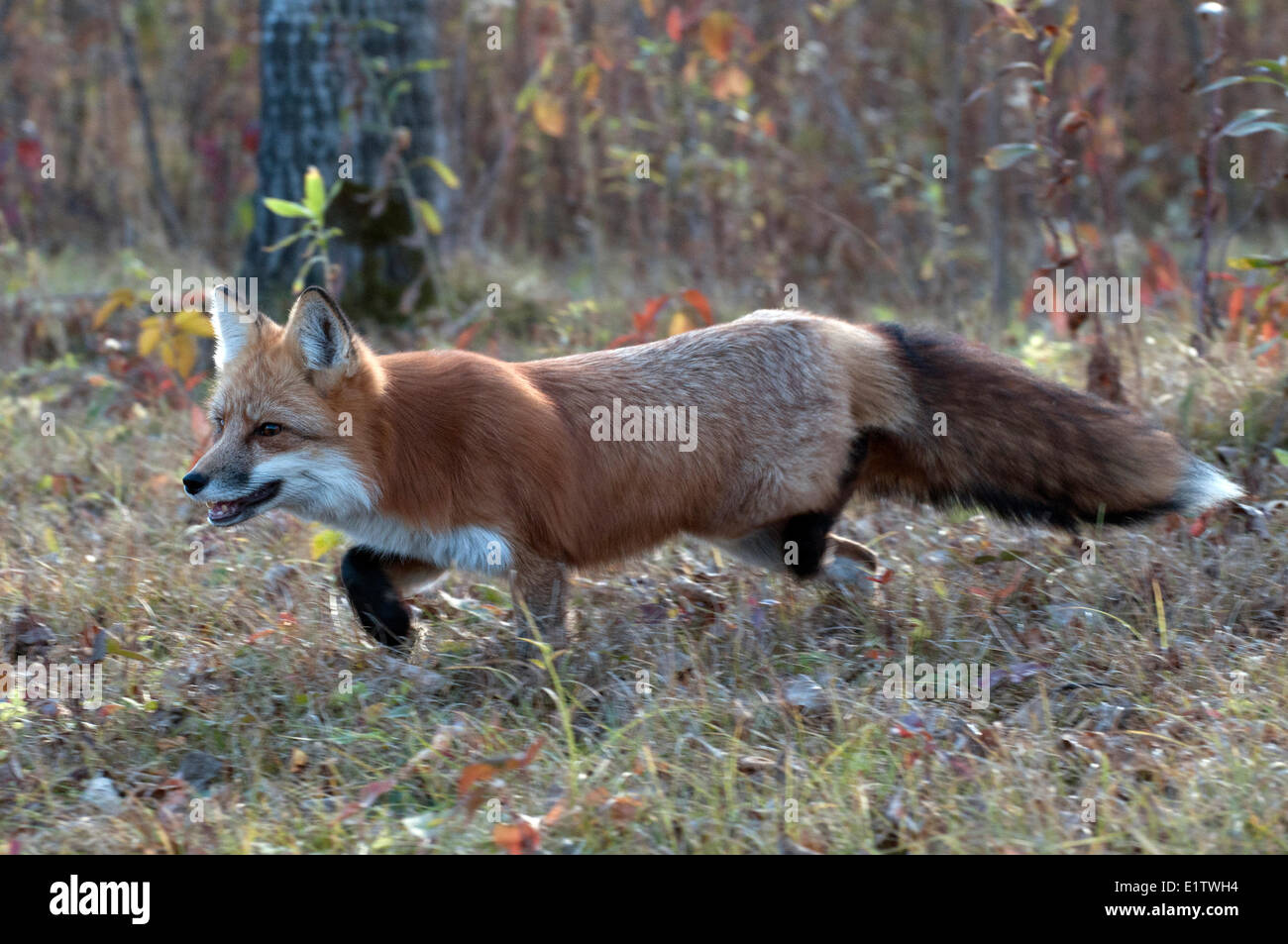 Red fox hunting through autumn grasses; (Vulpes vulpes); Minnesota
