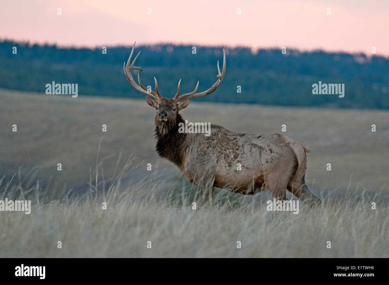 Bull Elk standing along prairie at sunset; Cervus canadensis, Wind Cave