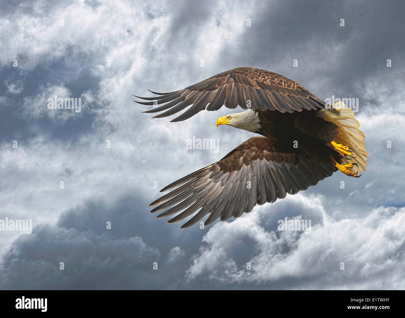 Bald Eagle, Haliaeetus leucocephalus,  flying,  Prince Rupert, Canada Stock Photo