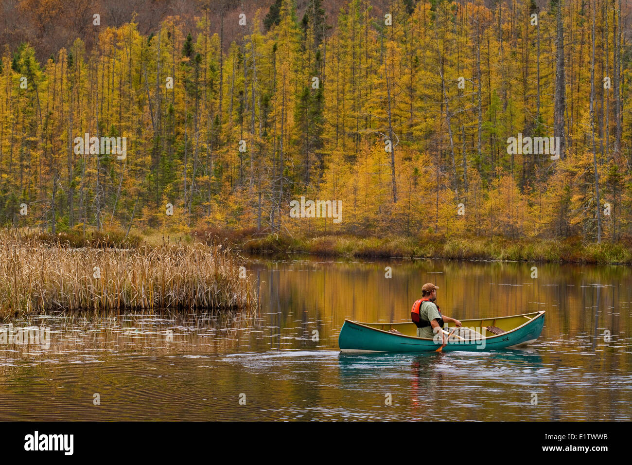 Man paddles canoe on still water of small creek in northwestern end of Algonquin Park, Ontario, Canada. Stock Photo