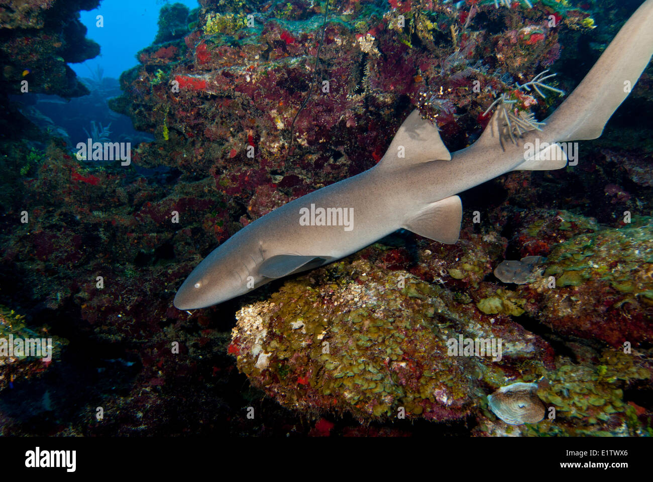 A nurse shark (Ginglymostoma cirratum) glides along a coral reef in San Pedro, Belize Stock Photo