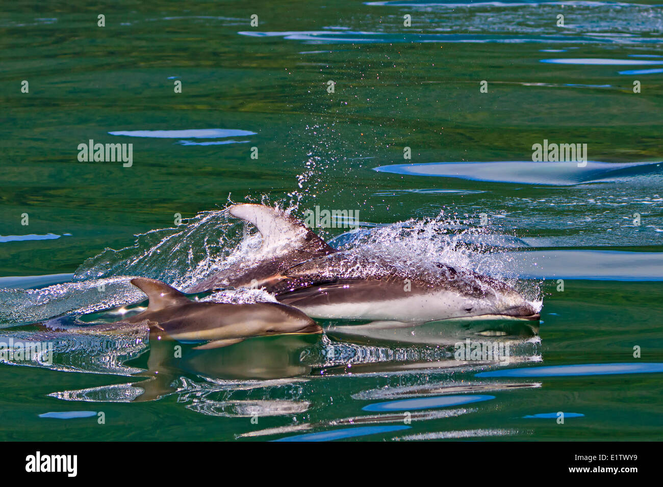 Wild Pacific White Sided Dolphins mother with baby travelling with high speed in the waters Knight Inlet British Columbia Stock Photo