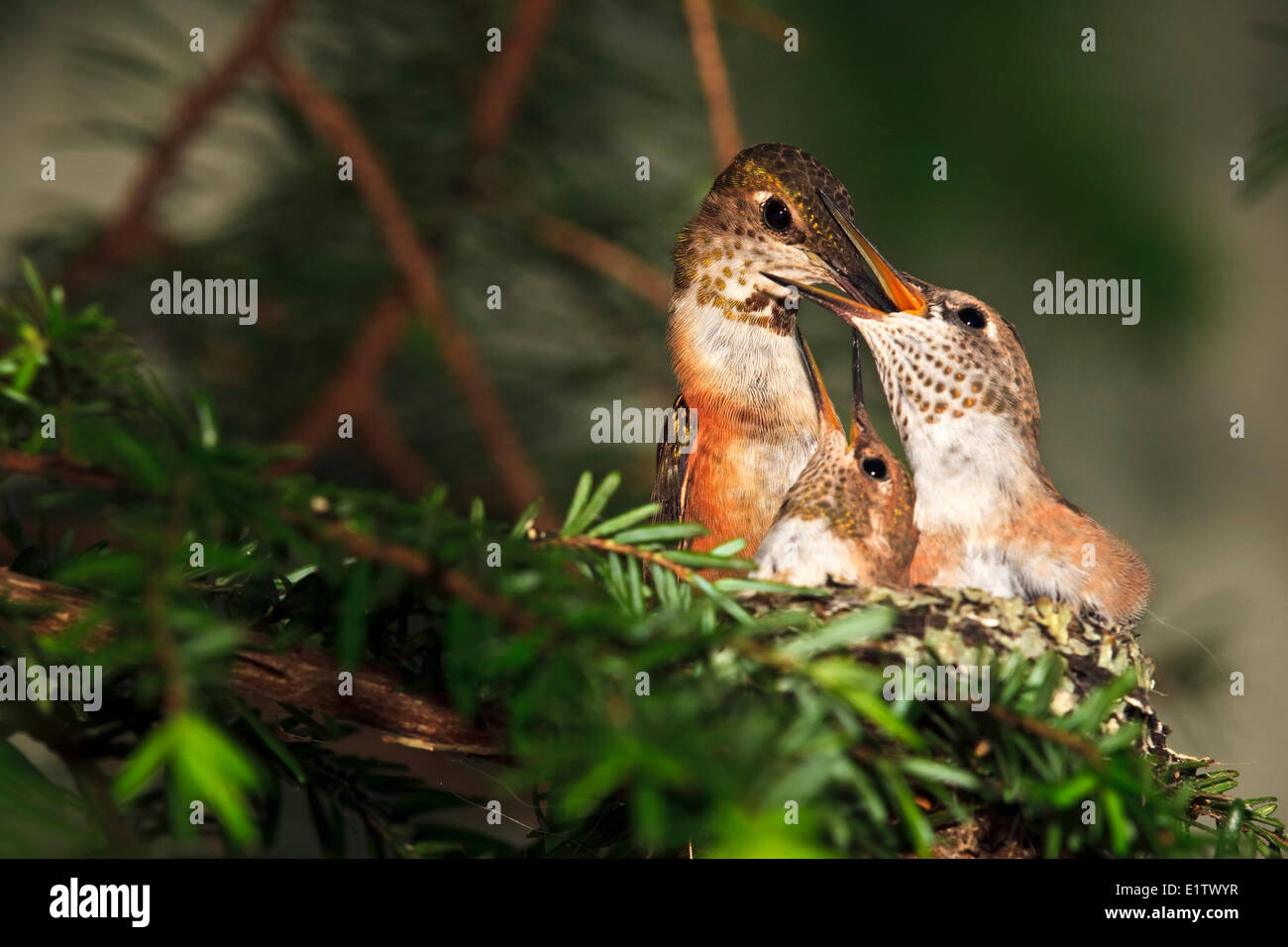 Rufous hummingbird nest with two 14 day old baby chicks, Selasphorus rufus, Northern Vancouver Island, Britih Columbia, Canada. Stock Photo