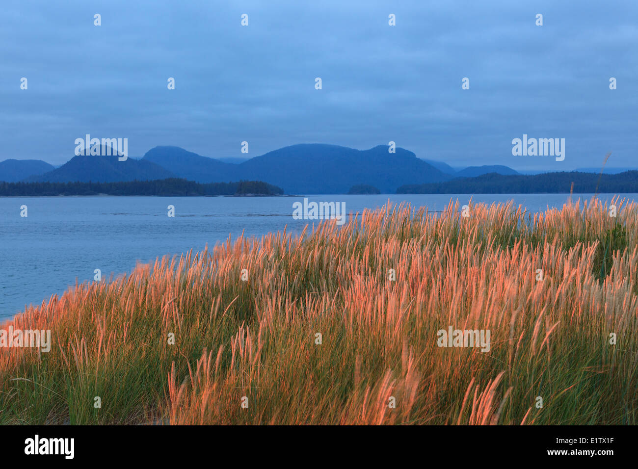 The setting sun illuminates  the dune grass on Whalers Islet, Clayoquot Sound off Vancouver Island, British Columbia Canada. Stock Photo