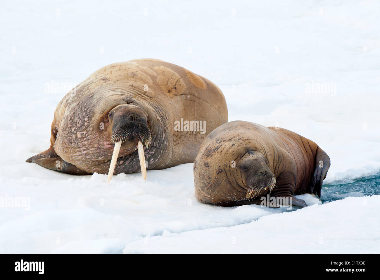 Atlantic walruses (Odobenus rosmarus), loafing on pack ice, Svalbard Archieplago, Norwegian Arctic Stock Photo