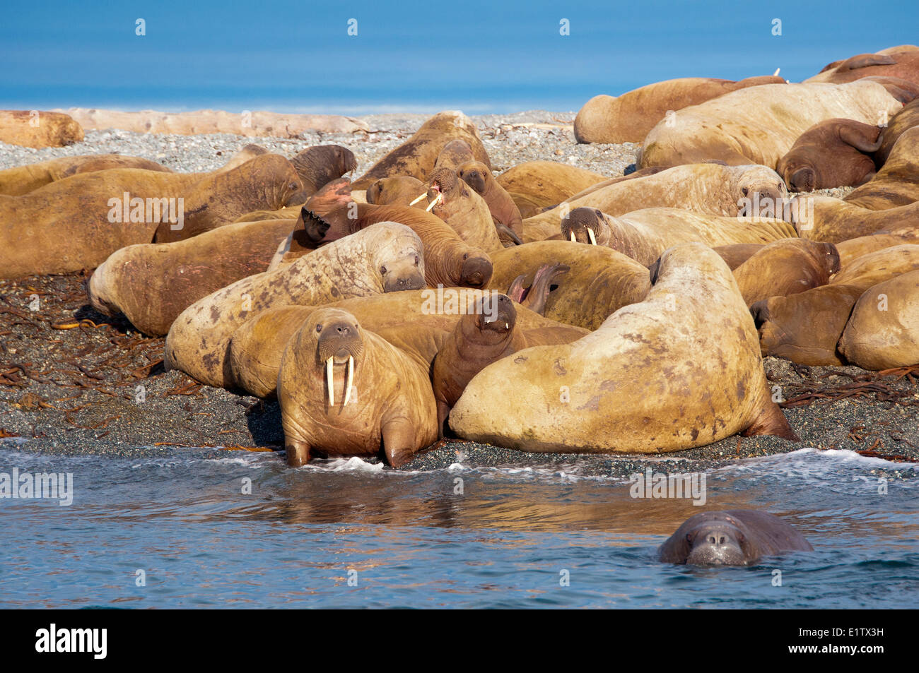 Adult female Atlantic walruses (Odobenus rosmarus) juveniles calves hauled out on a beach Storoya Northeast Svalbard Stock Photo