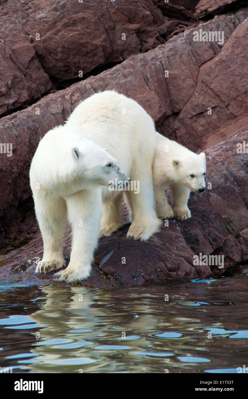 Mother polar bear (Ursus maritimus) and yearling cub, Svalbard Archipelago, Norwegian Arctic Stock Photo