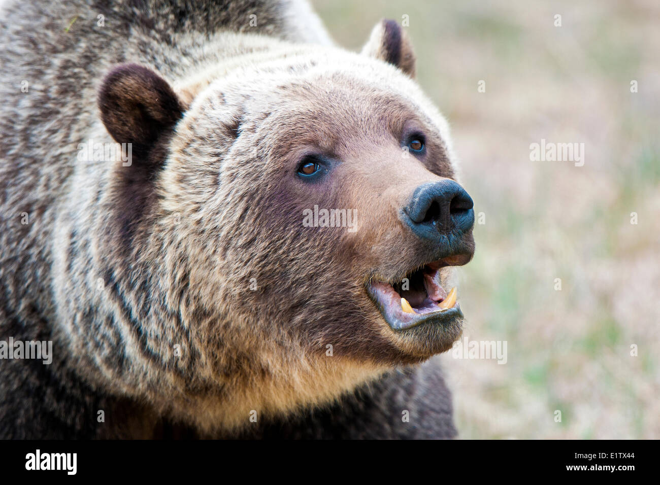 Adult mountain grizzly bear (Ursus arctos), Jasper National Park, Canadian Rocky Mountains, western Alberta, Canada Stock Photo