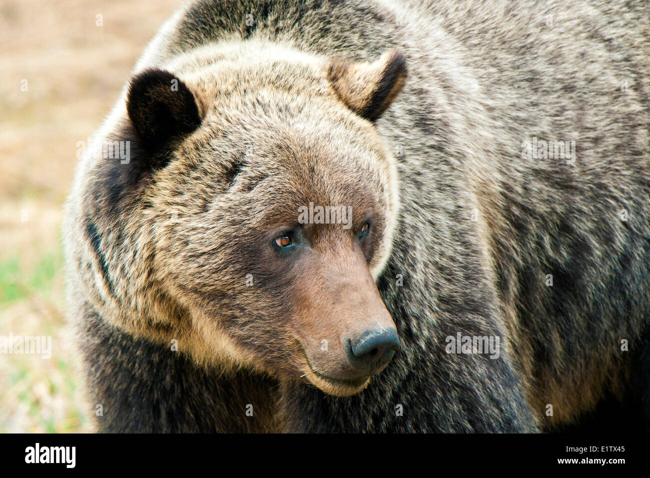 Adult mountain grizzly bear (Ursus arctos), Jasper National Park