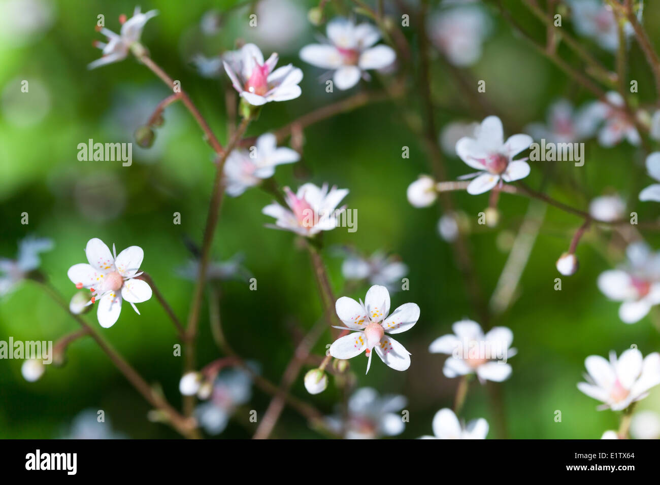 Macro photo of white small wild flowers in the forest Stock Photo Alamy