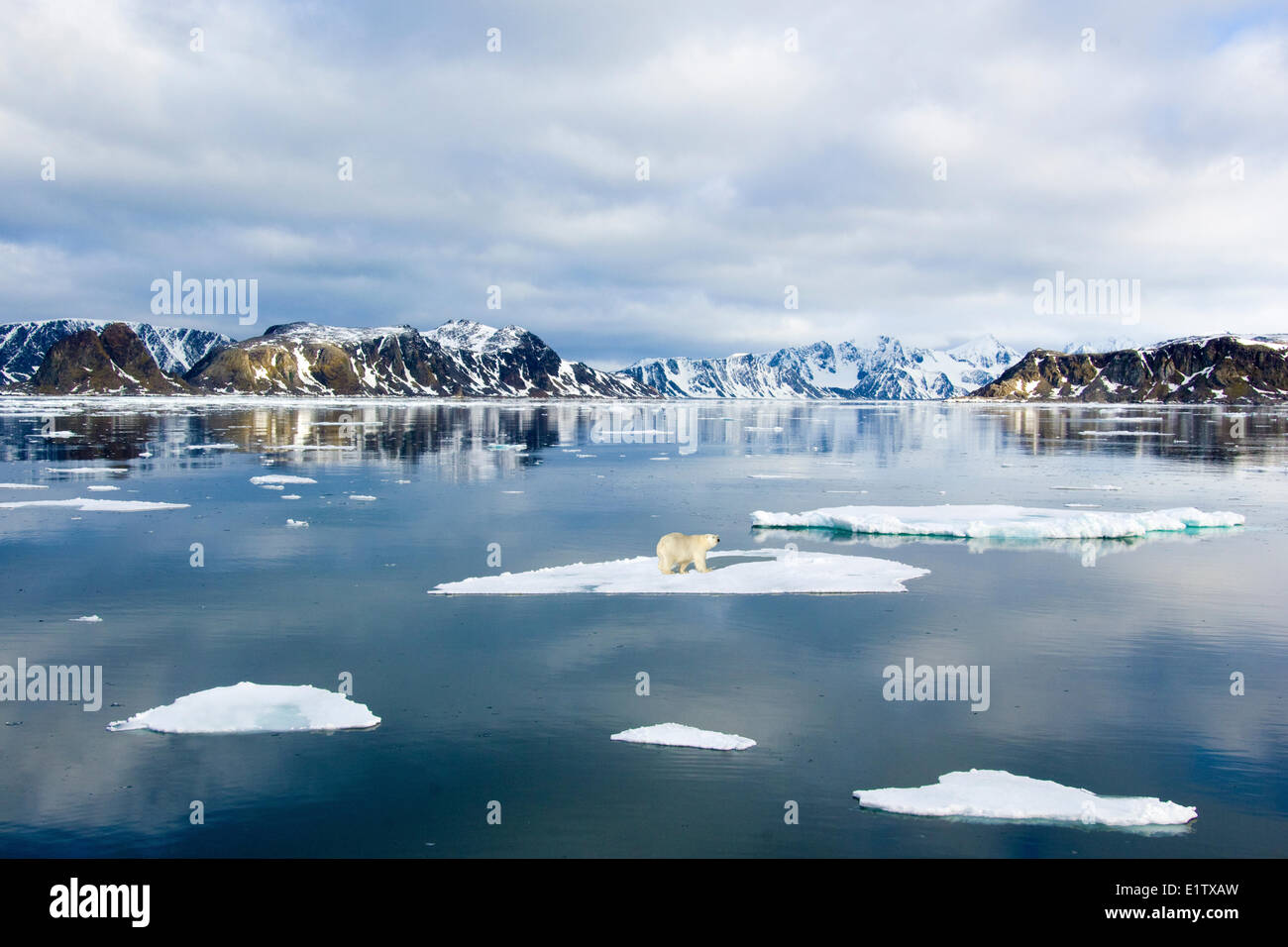 Polar bear (Ursus maritimus) on disappearing sea ice, Svalbard Archipelgo, Norwegian Arctic Stock Photo