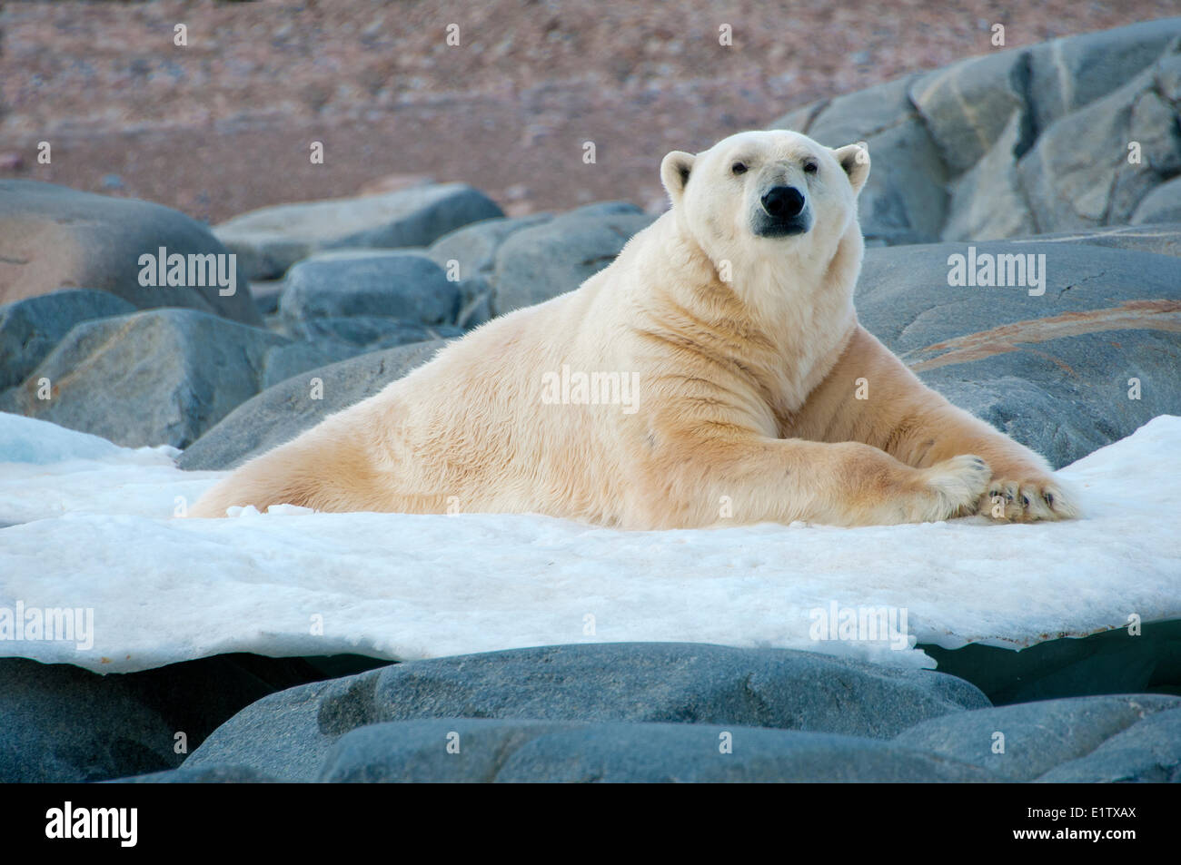 Landlocked polar bear (Ursus maritimus), Svalbard Archipelago, Norwegian Arctic Stock Photo