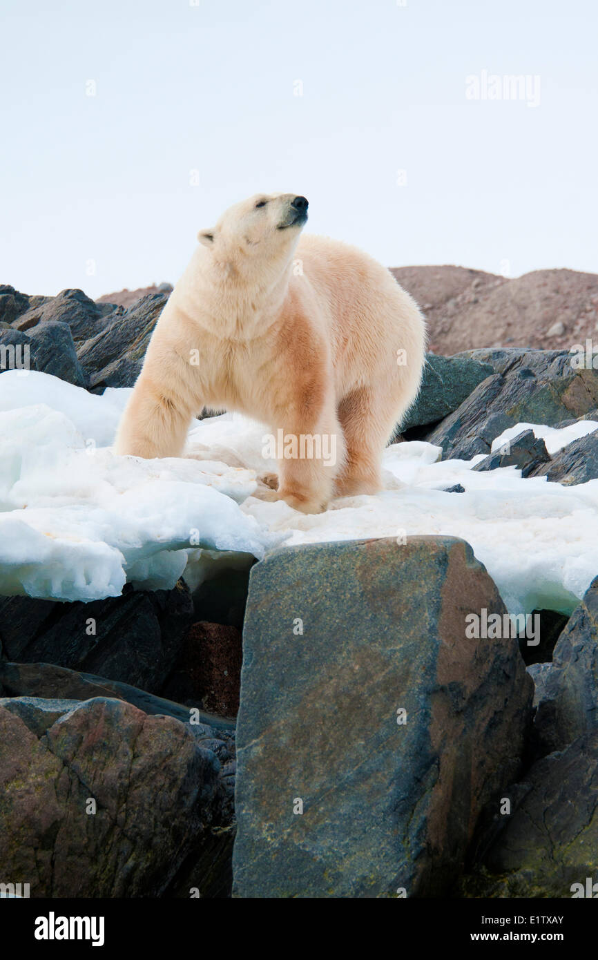 Landlocked polar bear (Ursus maritimus), Svalbard Archipelago, Norwegian Arctic Stock Photo