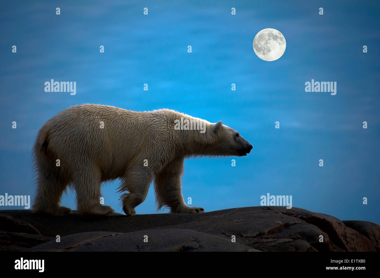 Landlocked polar bear (Ursus maritimus), Svalbard Archipelago, Norwegian Arctic Stock Photo