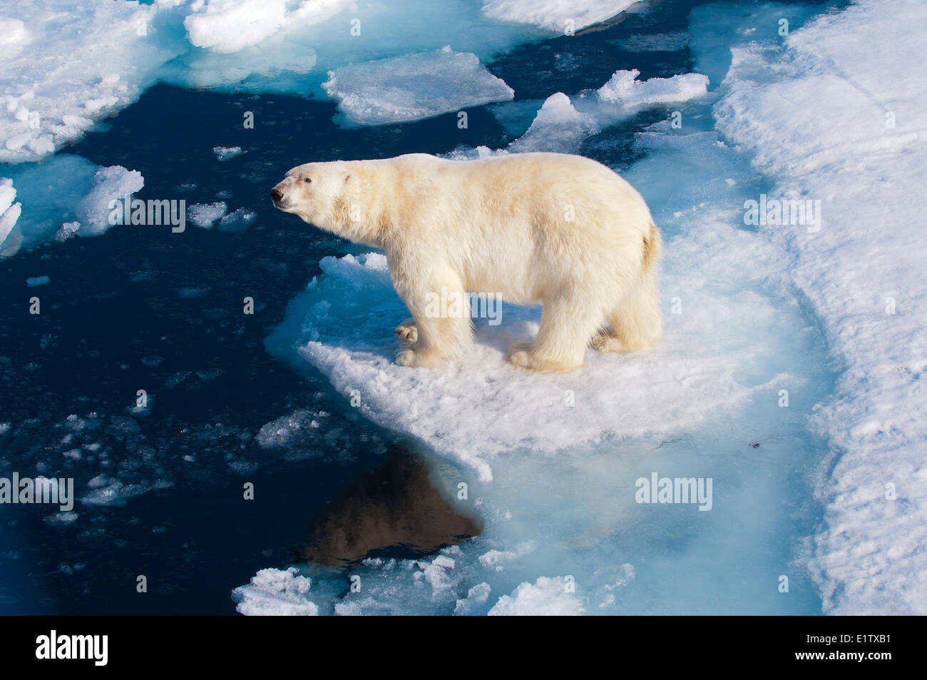 Polar bear (Ursus maritimus) on pack ice, Svalbard Archipelago, Norwegian Arctic Stock Photo