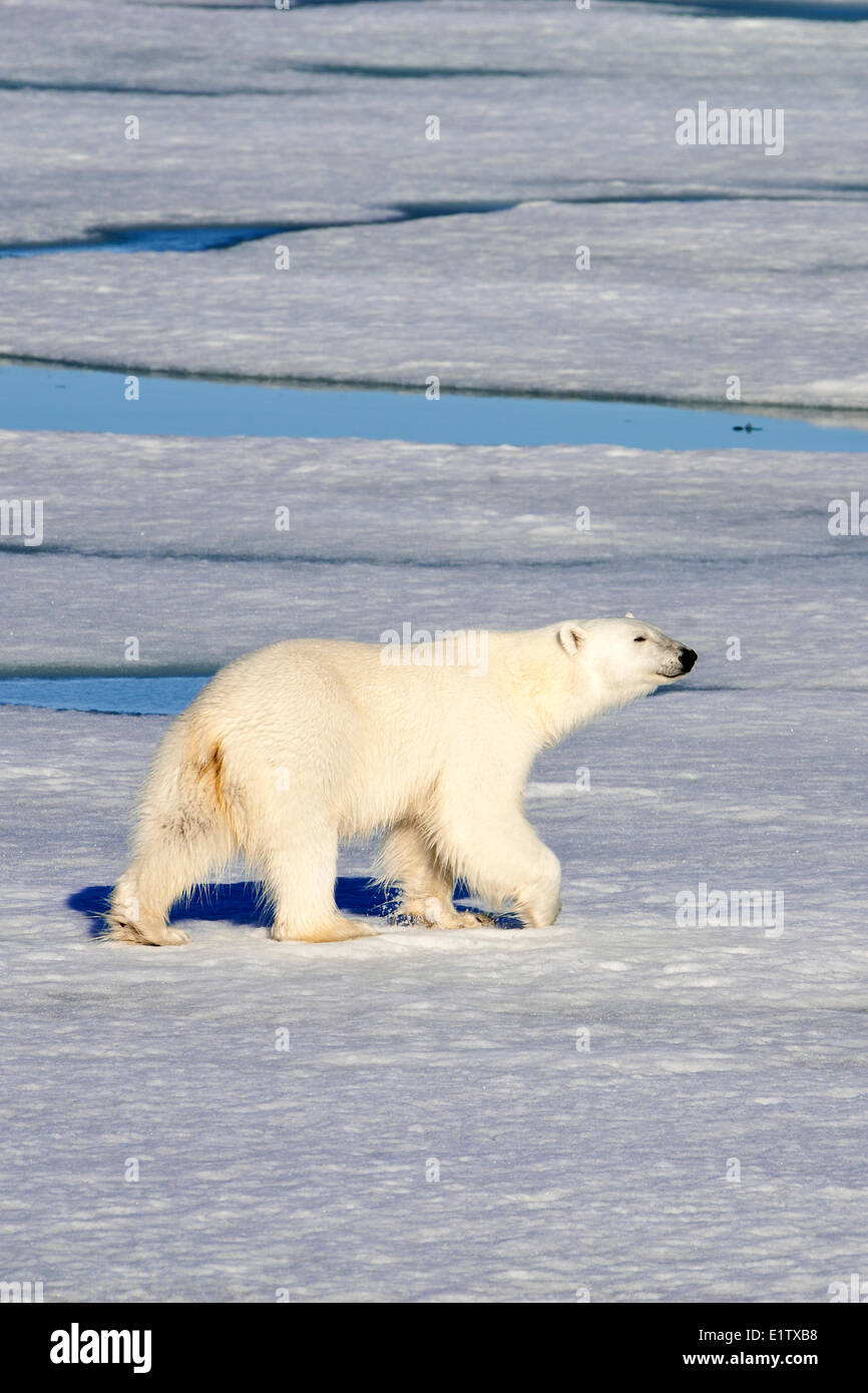 Polar bear (Ursus maritimus) on pack ice, Svalbard Archipelago, Norwegian Arctic Stock Photo