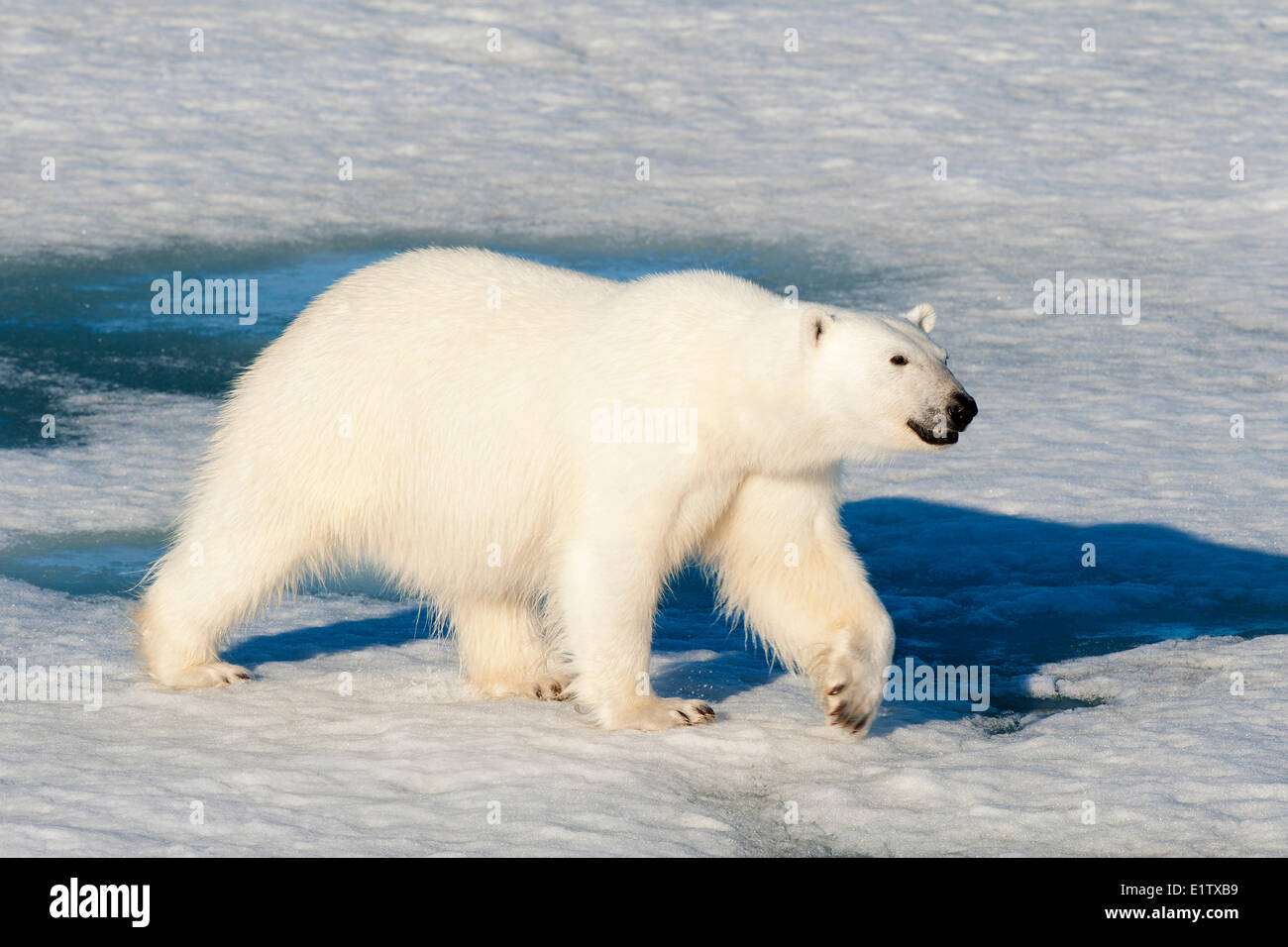 Polar bear (Ursus maritimus) on pack ice, Svalbard Archipelago, Norwegian Arctic Stock Photo