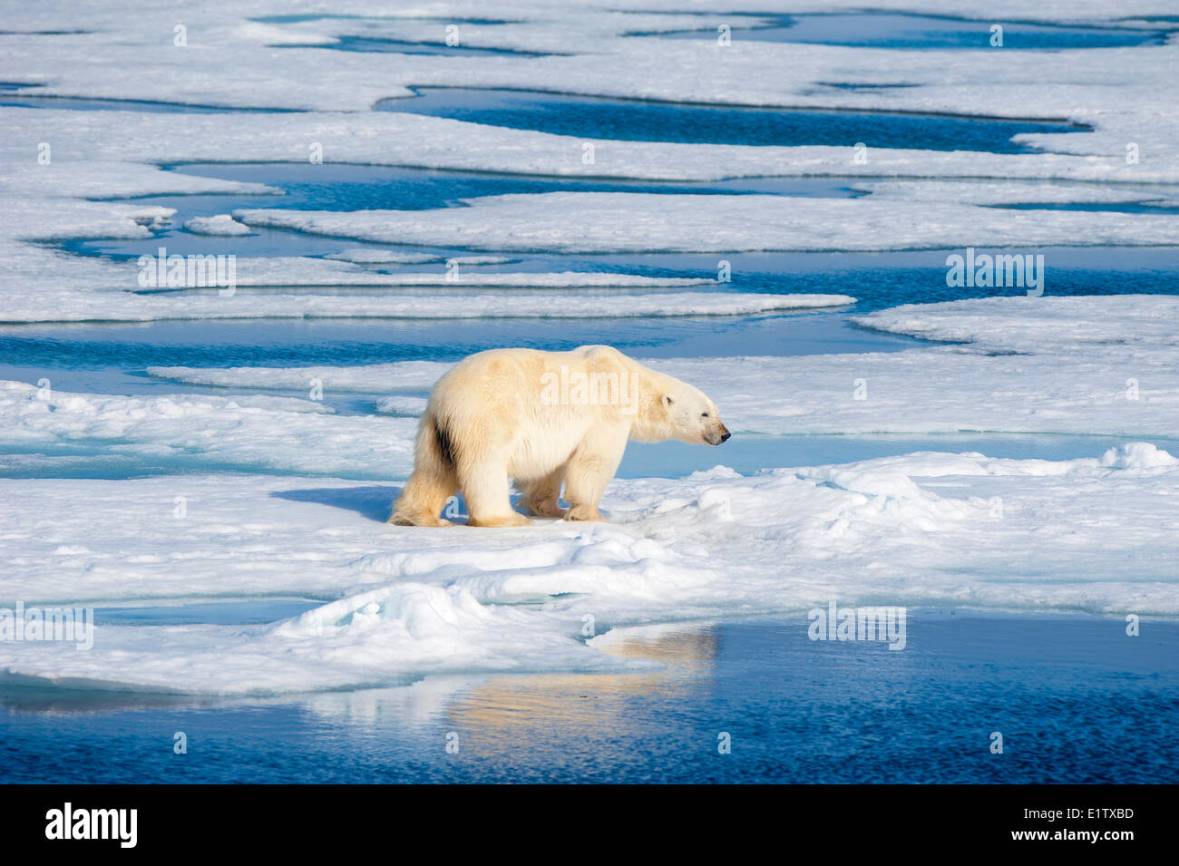 Polar bear (Ursus maritimus) on pack ice, Svalbard Archipelago, Norwegian Arctic Stock Photo