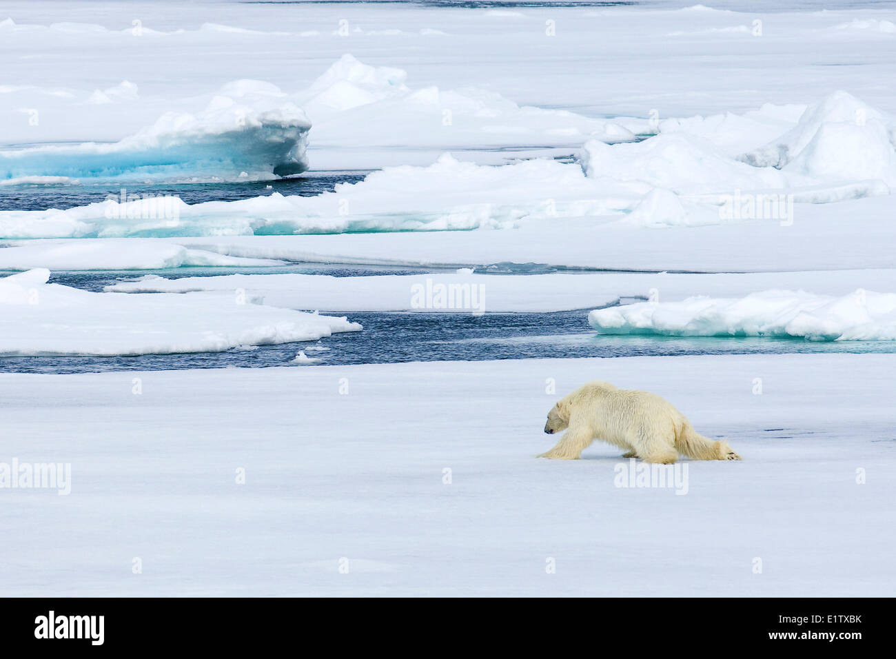 Polar bear (Ursus maritimus) on pack ice, Svalbard Archipelago, Norwegian Arctic Stock Photo