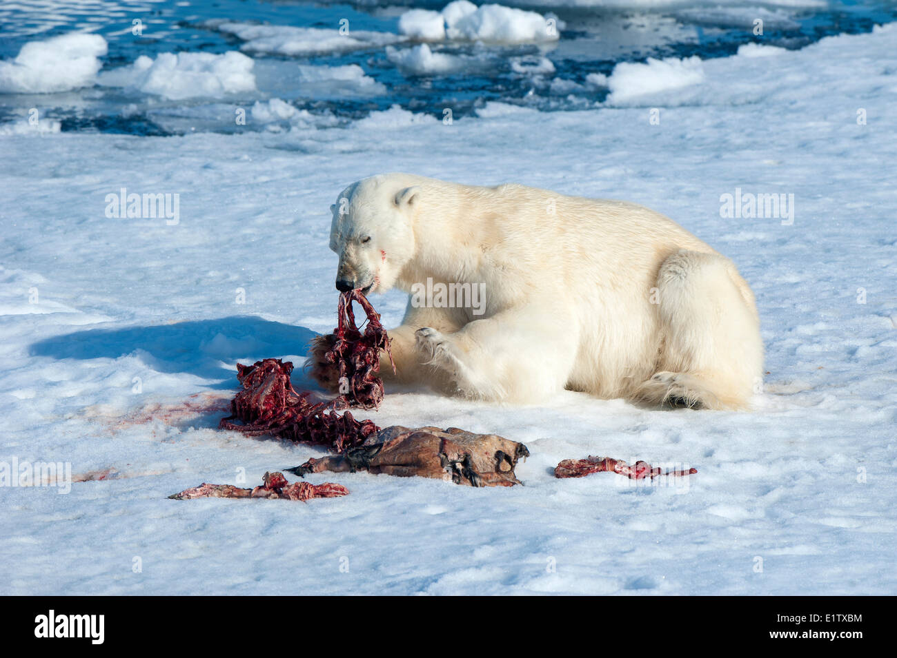 Adult polar bear (Ursus maritimus) feeding on the remains of a bearded seal kill, Svalbard Archipelago, Norwegian Arctic Stock Photo