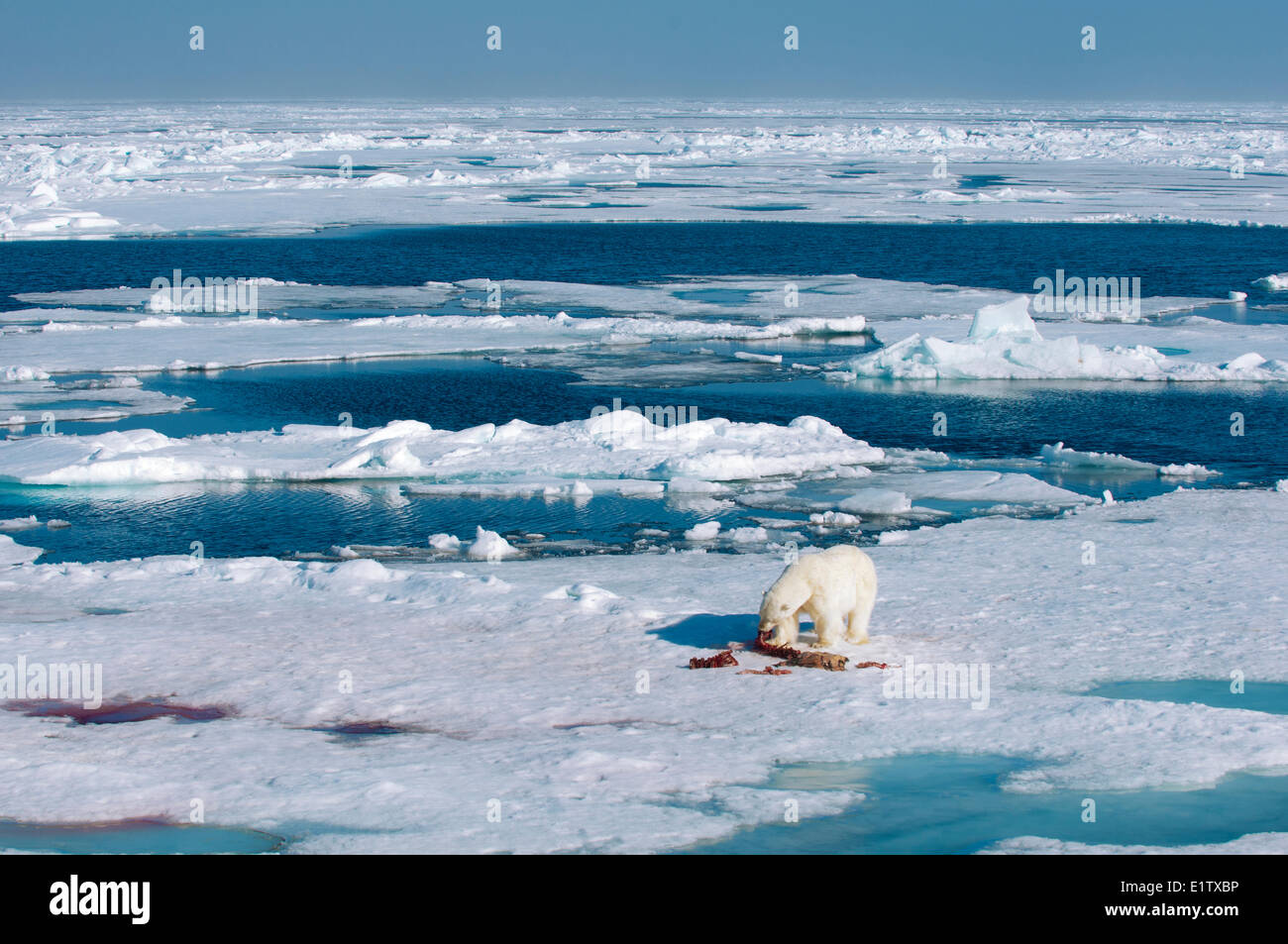 Adult polar bear (Ursus maritimus) feeding on the remains of a bearded seal kill, Svalbard Archipelago, Norwegian Arctic Stock Photo