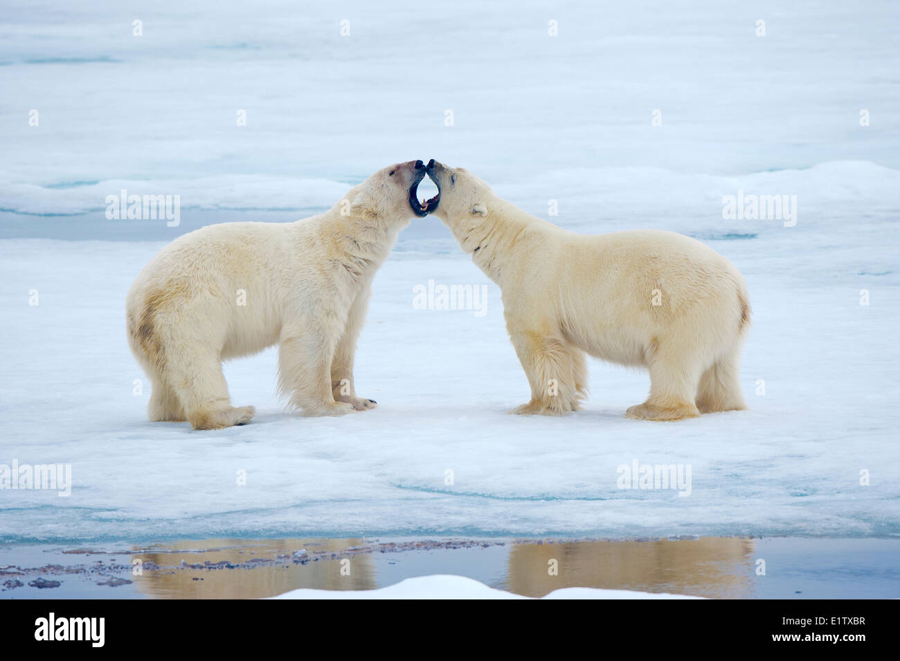 Adult male polar bears (Ursus maritimus) interacting, Svabard Archipelago, Norwegian Arctic Stock Photo