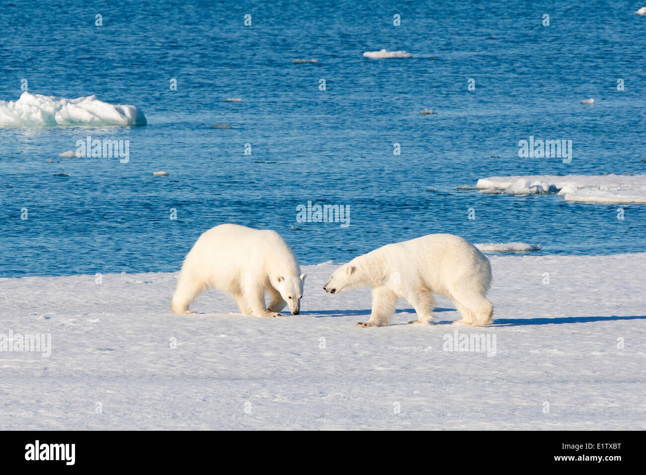 Adult polar bears (Ursus maritimus) interacting, Svabard Archipelago, Norwegian Arctic Stock Photo