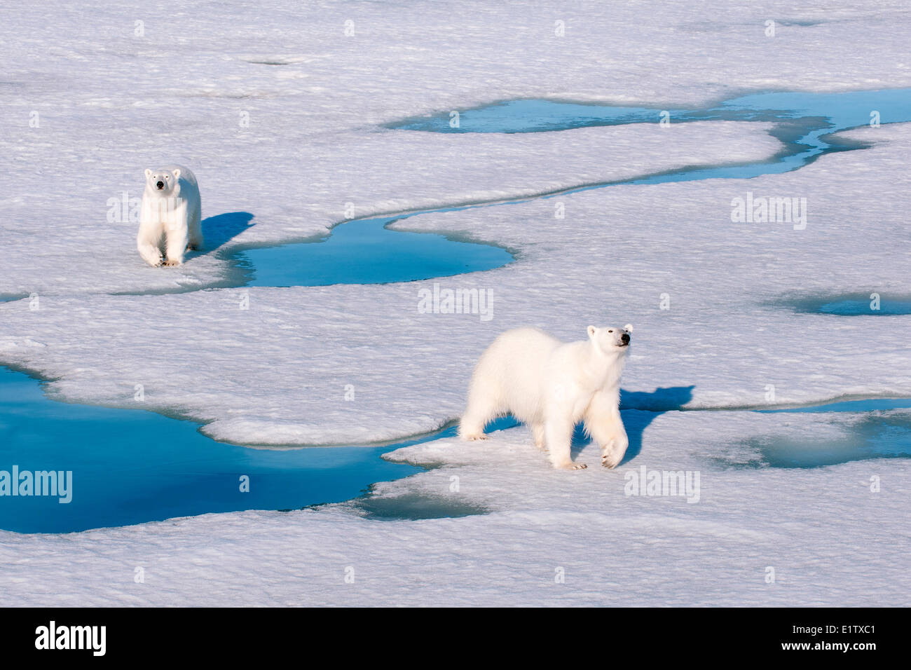 Adult polar bears (Ursus maritimus) interacting, Svabard Archipelago, Norwegian Arctic Stock Photo