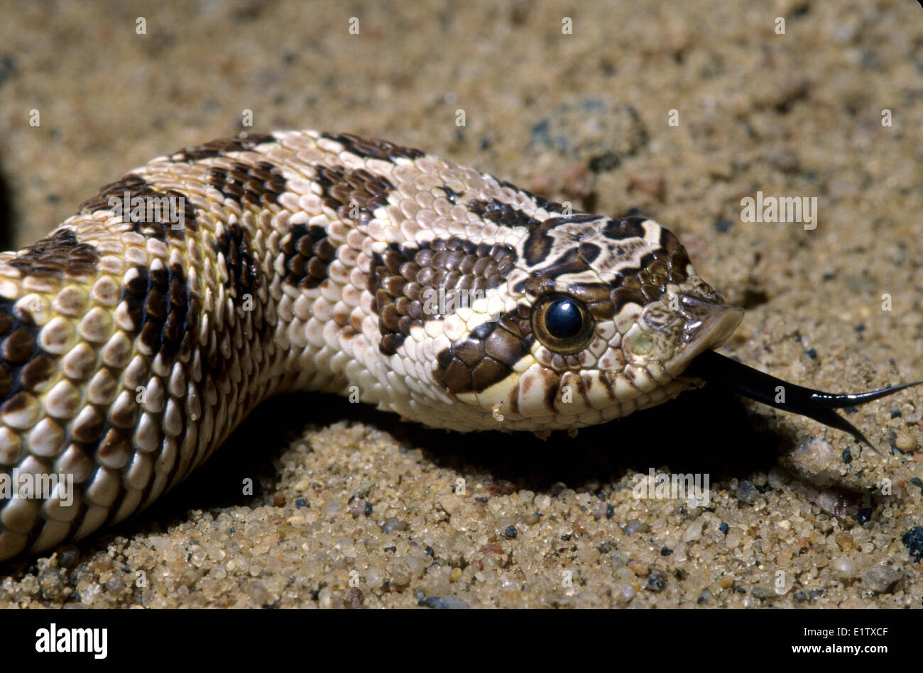 Western Hognose Snake Heterodon Nasicus Prairie Grasslands Southern Alberta Canada Stock Photo Alamy