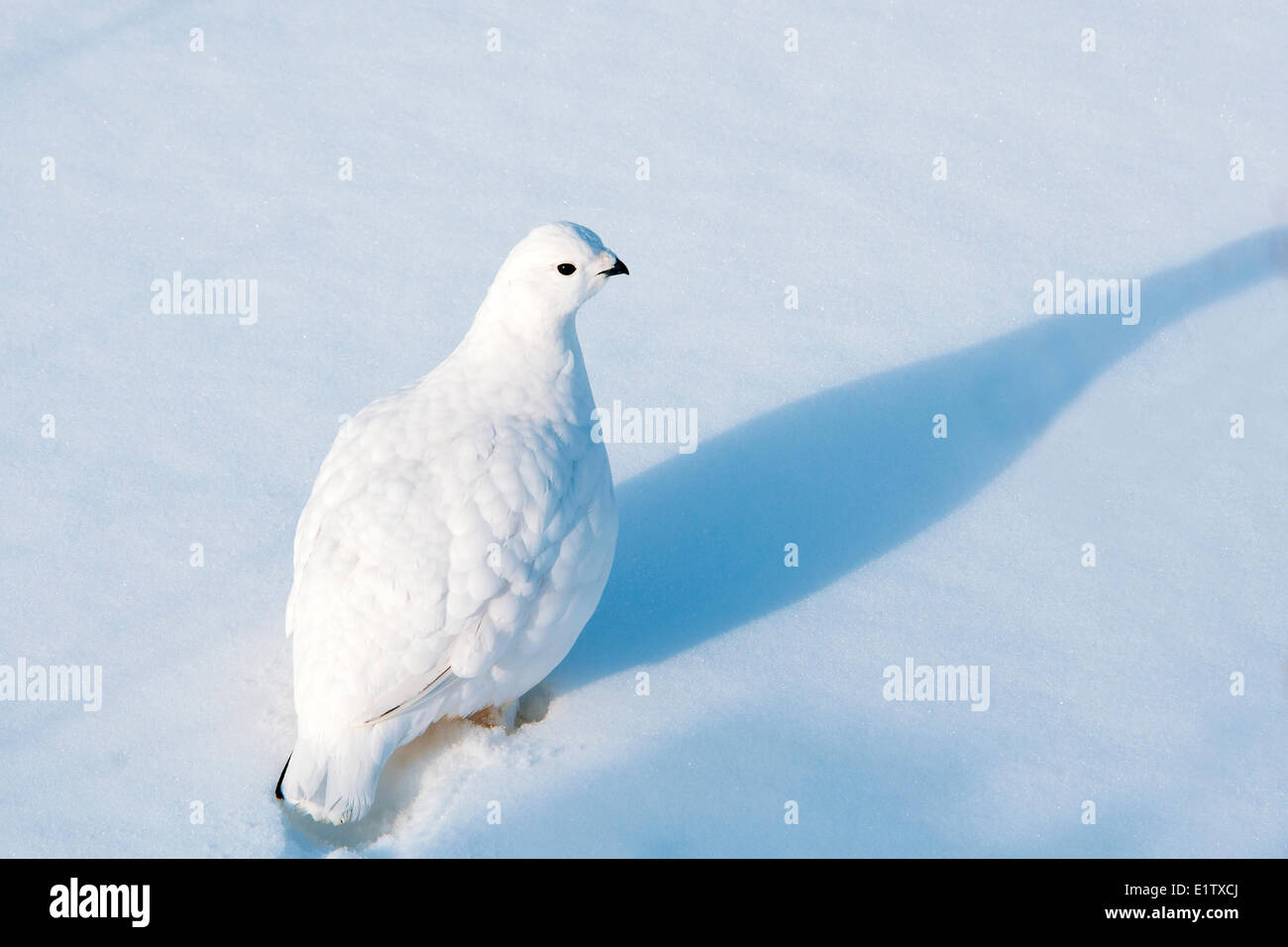 Willow ptarmigan (Lagopus lagopus), Northwest Territories, boreal Canada Stock Photo