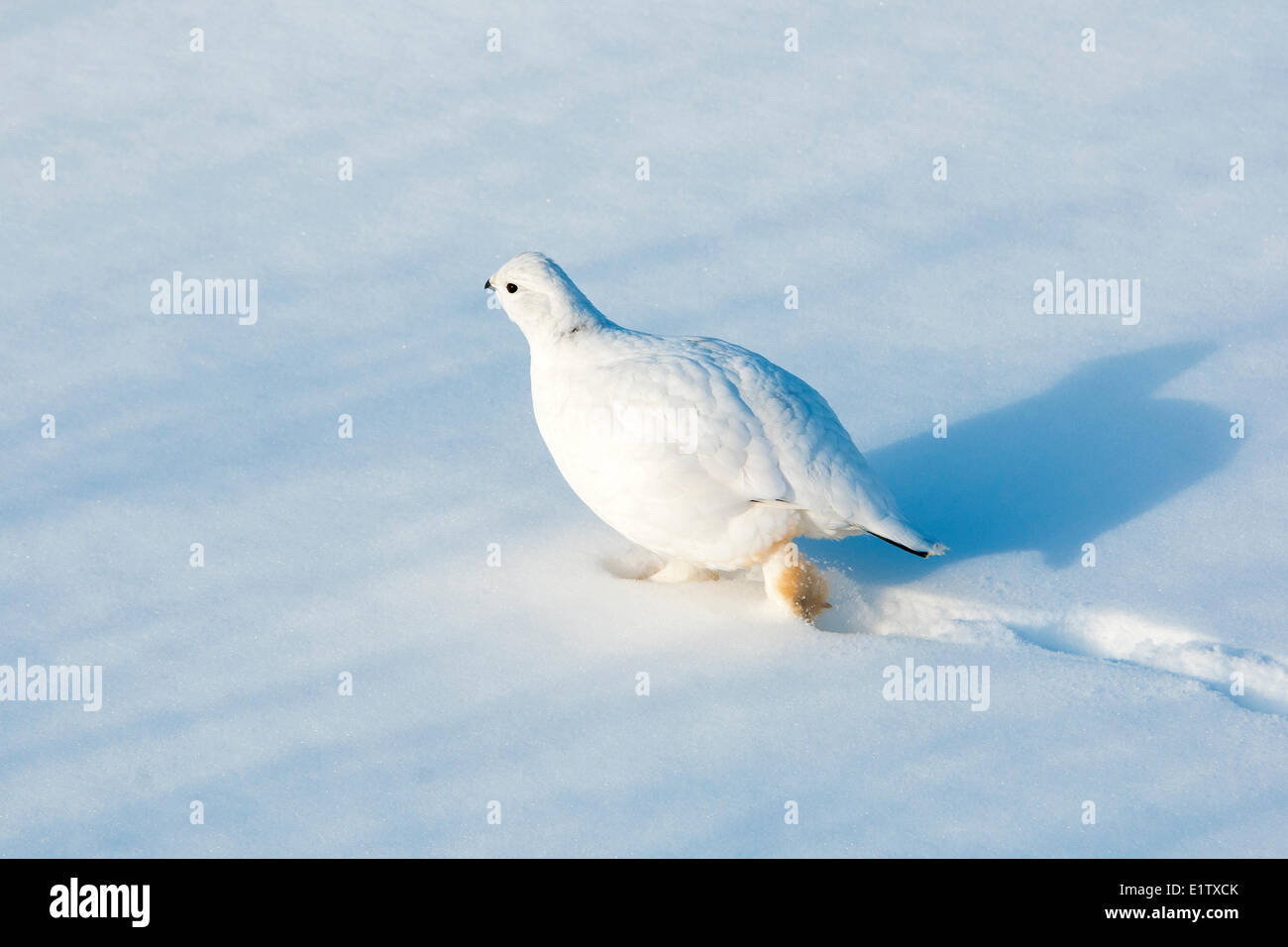 Willow ptarmigan (Lagopus lagopus), Northwest Territories, boreal Canada Stock Photo