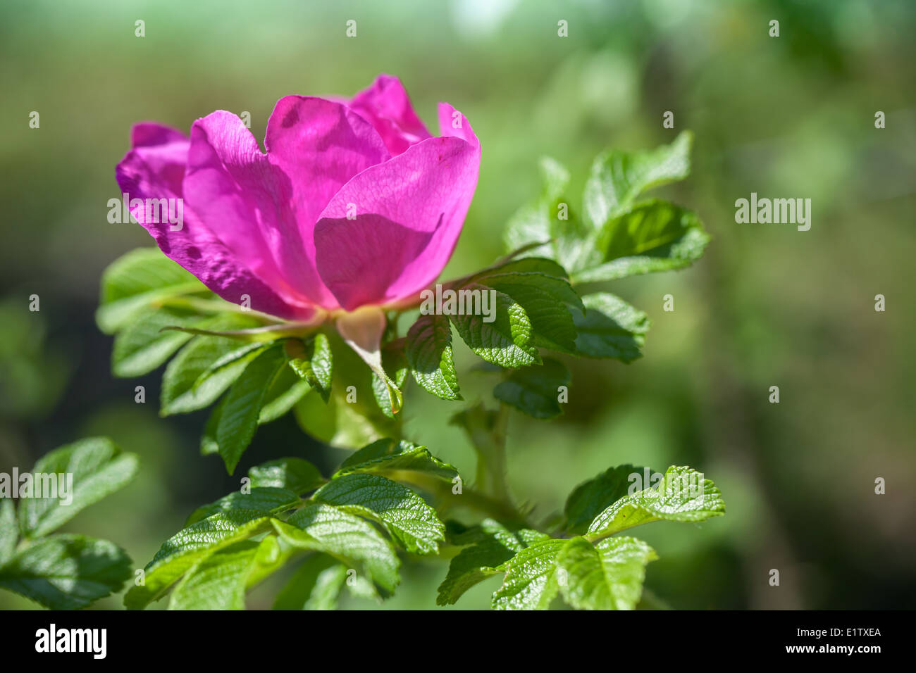 Pink wild dog-rose flower close up photo Stock Photo