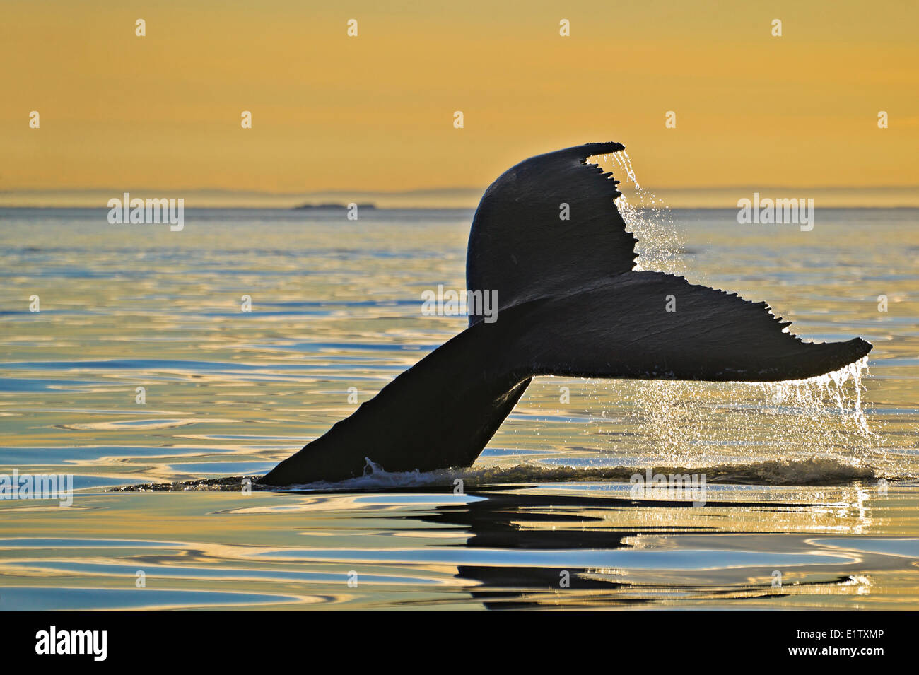 Diving Humpback Whale Megaptera novaeangliae shows its fluke during a golden sunset above the Strait Belle Newfoundland Stock Photo