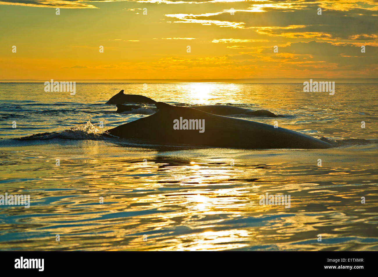 Three humpback whales, Megaptera Novaeangliae, during a golden sunset off the Newfoundland Labrador coastline, Canada. Stock Photo