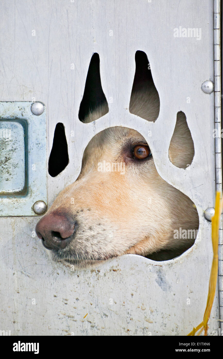 A cute husky sled dog looking through a little window, cut in form of a paw, of a  dog trailer. Yukon, Canada Stock Photo