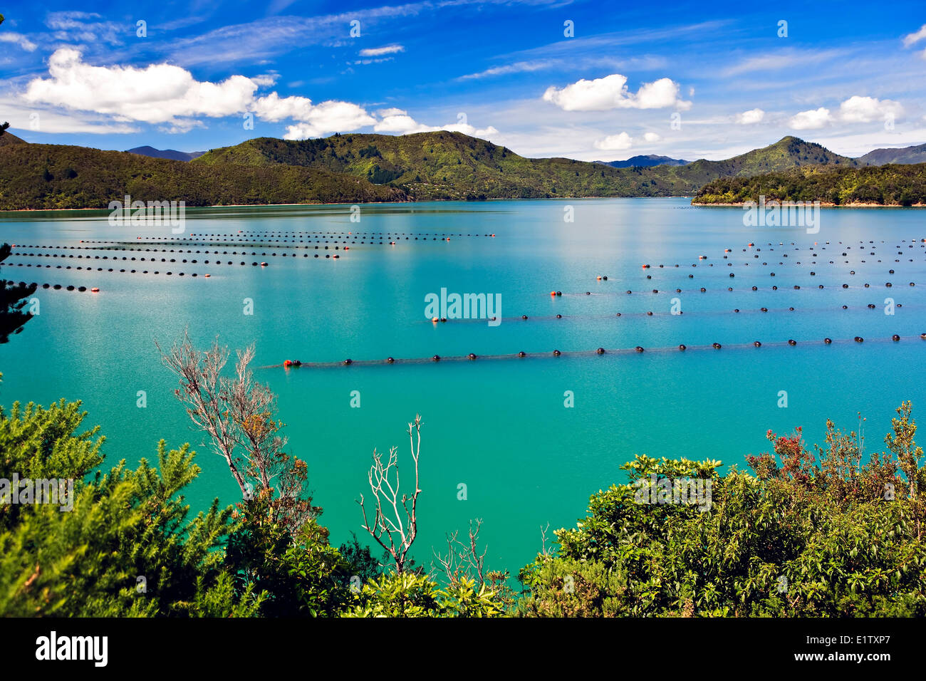Mussel Farm in Kenepuru Sound near Waitaria in Waitaria Bay, Marlborough, South Island, New
