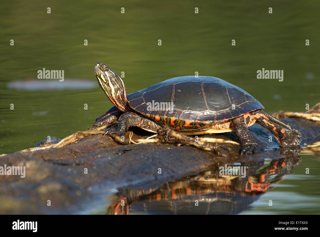Painted Turtle sunning on a log in Muskoka Ontario Stock Photo Alamy