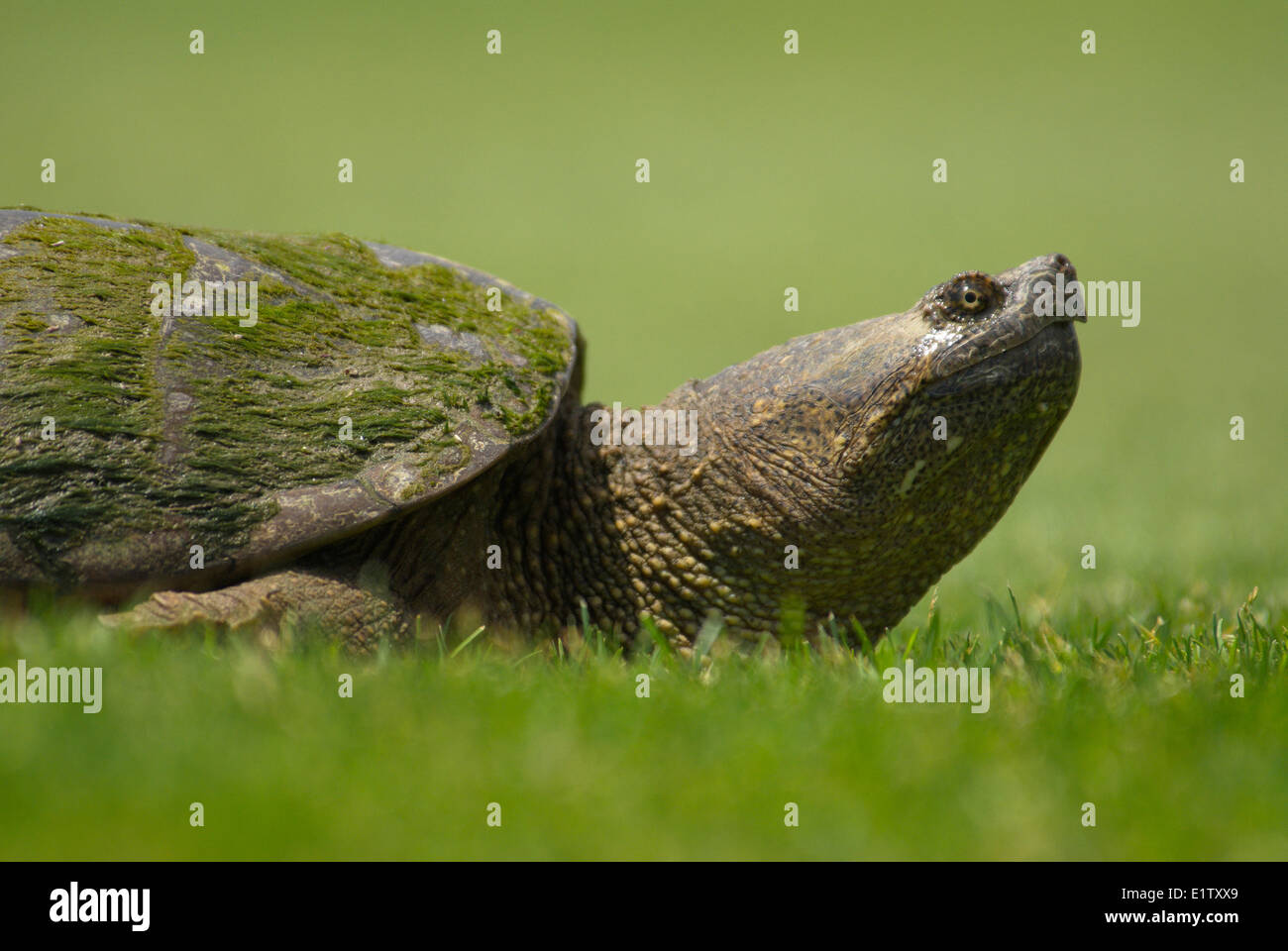 Close up of a Snapping Turtle near Orillia, Ontario Stock Photo