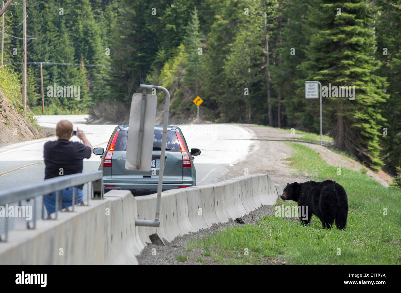 Tourist getting to close to a black bear for a snapshot in Manning Provincial Park, British Columbia, Canada. Stock Photo